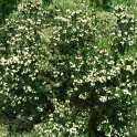 Myrtus communis